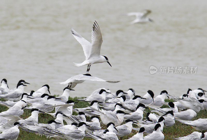 燕鸥(Sterna sandvicensis)